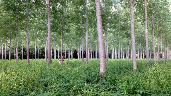Château de Dampierre-Sur-Boutonne gardens