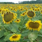 Local fields of sunflowers