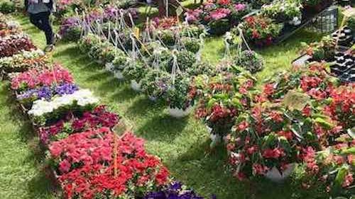 Flower market at Aulnay