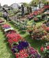 Flower market at Aulnay