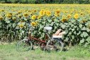 Local fields of sunflowers