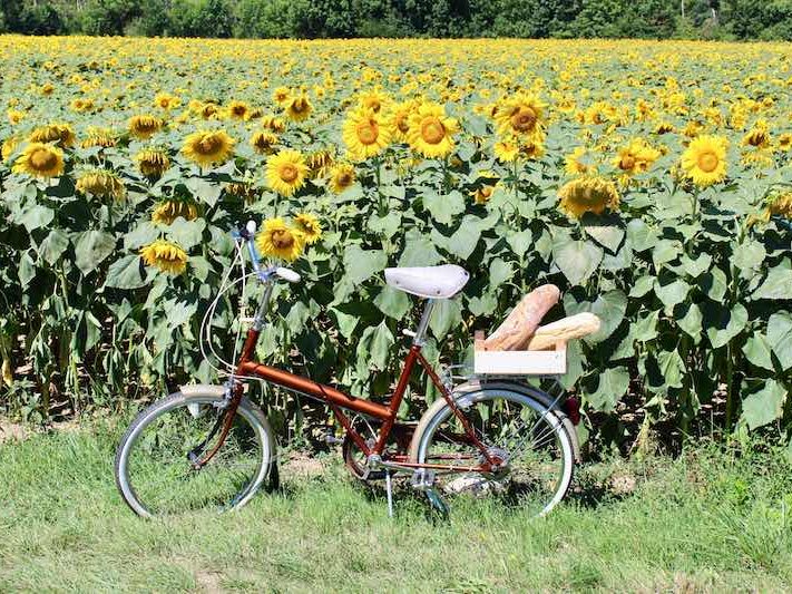 Local fields of sunflowers