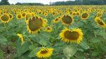 Champs de tournesols locaux