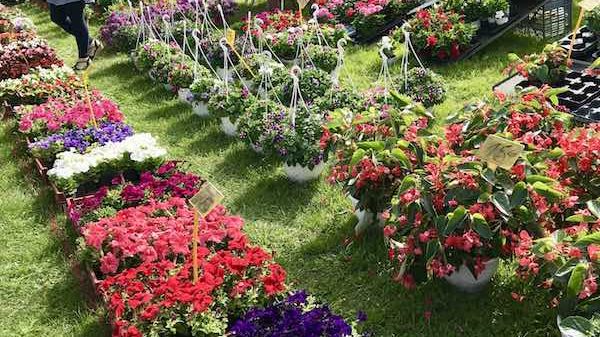 Marché aux fleurs à Aulnay