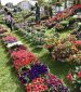 Marché aux fleurs à Aulnay